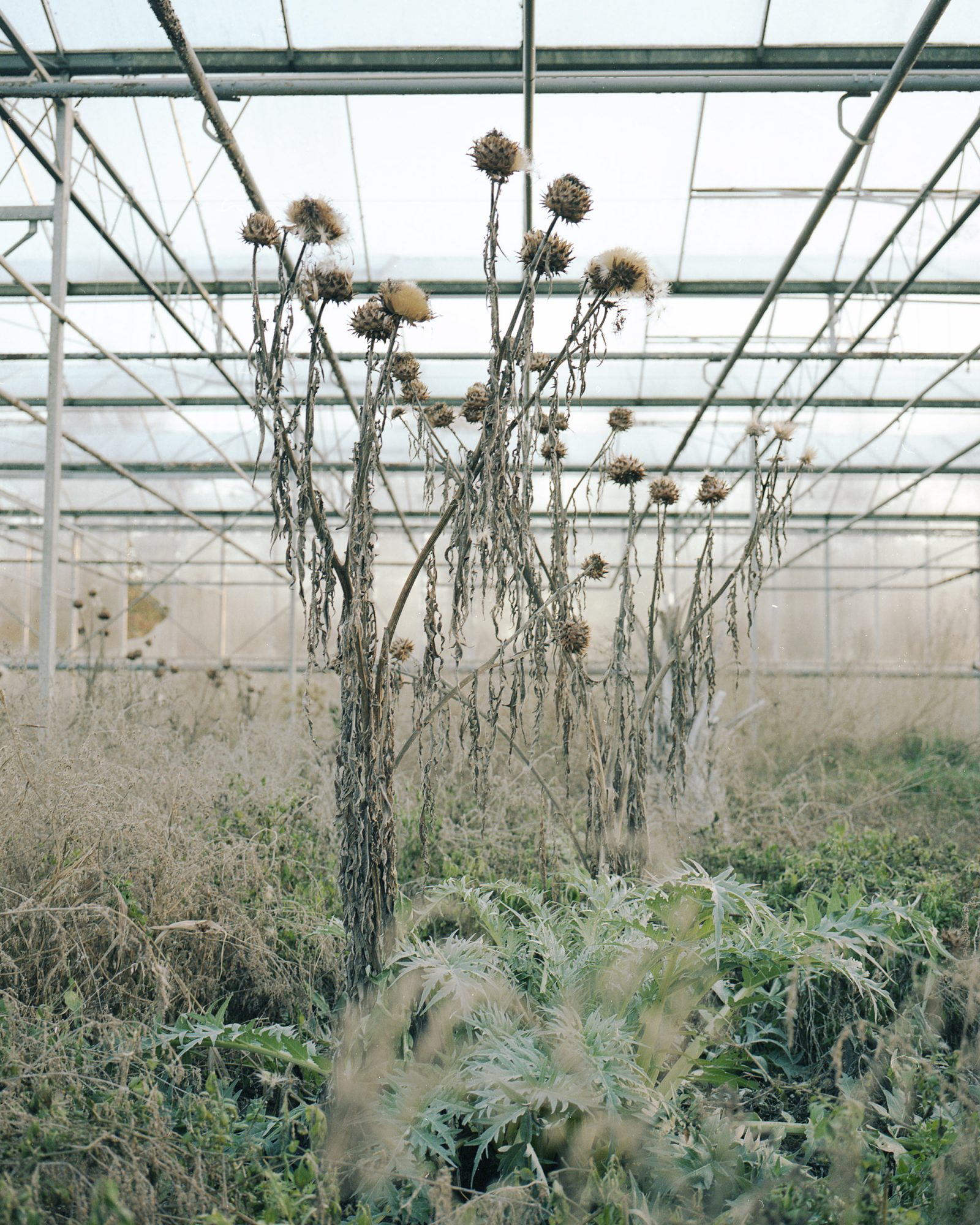 Winter Greenhouse
